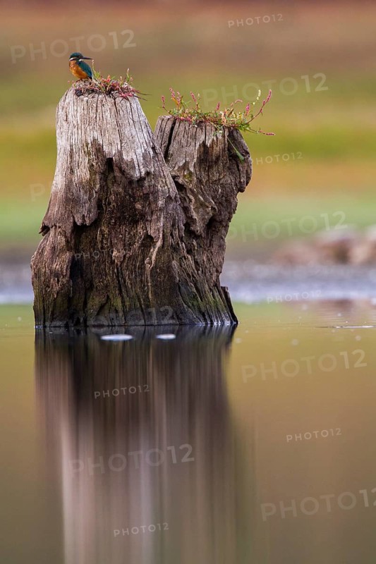 Common Kingfisher (Alcedo atthis) male, Extremadura, Spain