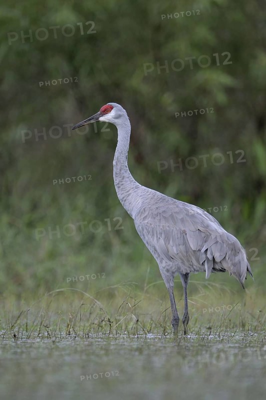 Sandhill Crane (Antigone canadensis), Florida, USA