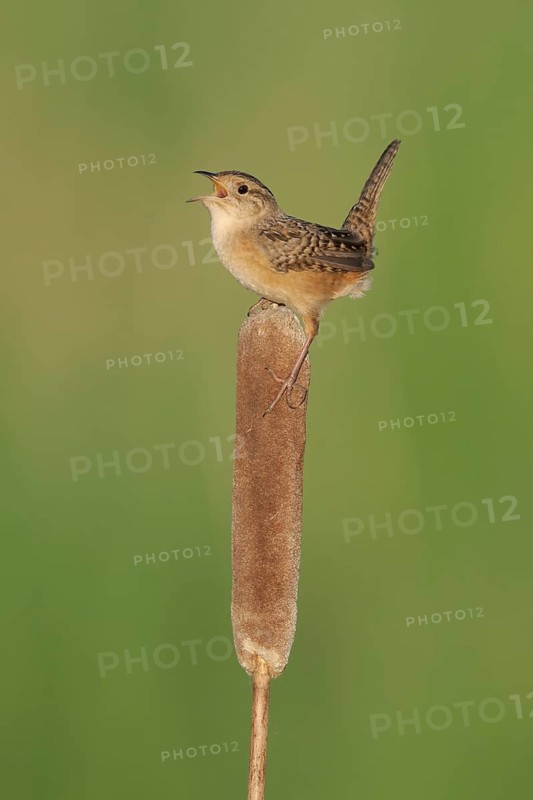 Sedge Wren (Cistothorus platensis) singing, Minnesota, USA