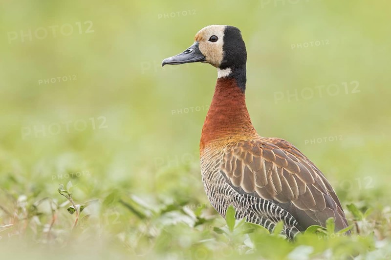 White-faced Whistling Duck (Dendrocygna viduata) in a marsh in the Pantanal of Brazil