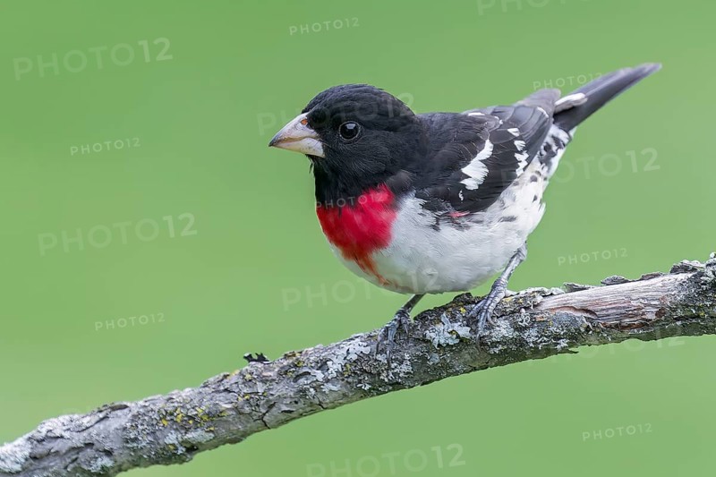 Rose-breasted Grossbeak (Pheucticus ludovicianus) perched on a branch in Ontario, Canada