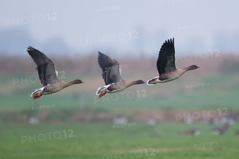 Pink-footed Goose (Anser brachyrhynchus) flock flying, Netherlands