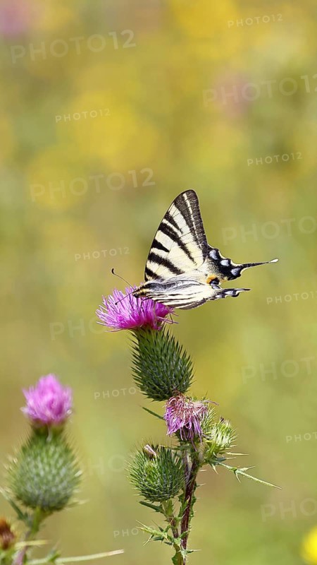 Sail butterfly (Iphiclides podalirius), on a flower of a thistle (Cirsium arvense), in a vineyard, close-up, Moselle valley, Cochem, Rhineland-Palatinate, Germany