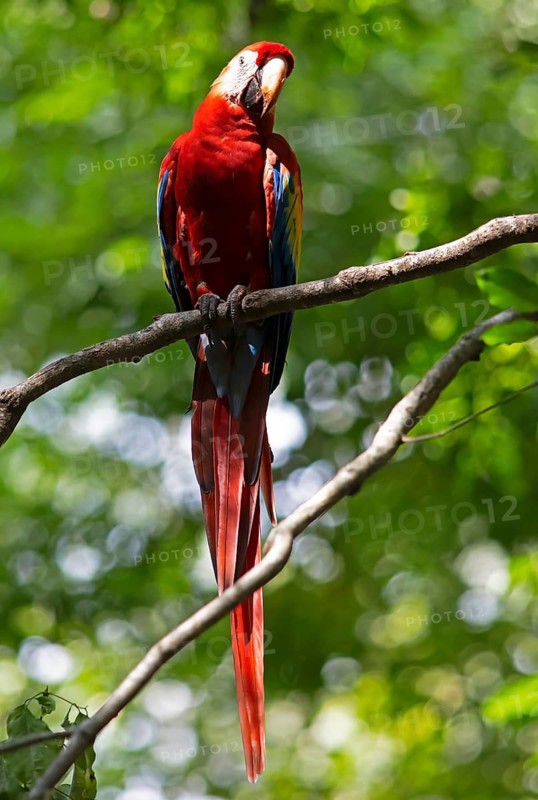 Scarlet macaw (Ara macao), parrot in the archaeological site of Copán, ruined Mayan city in the rainforest or jungle, Departamento Copán, Honduras