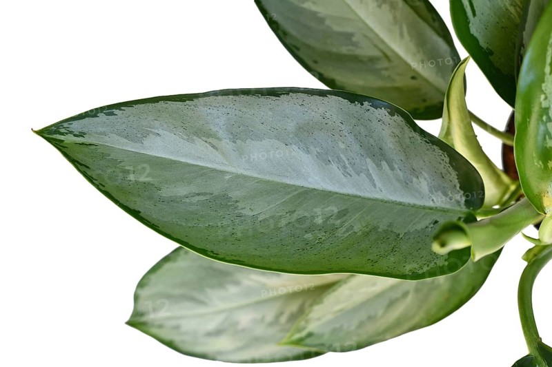 Silver leaf of Aglaonema Silverado Chinese Evergreen houseplant on white background