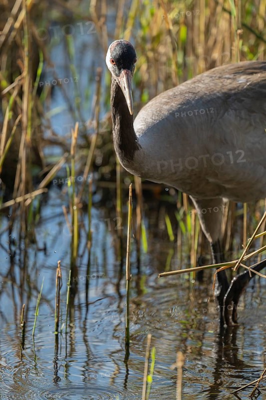 Crane (Grus grus), portrait, foraging in the shallow water zone of a lake, Lower Saxony, Germany