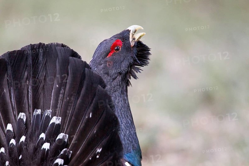 Western Capercaillie (Tetrao urogallus) male calling, Nizhegorodskaya, Russia
