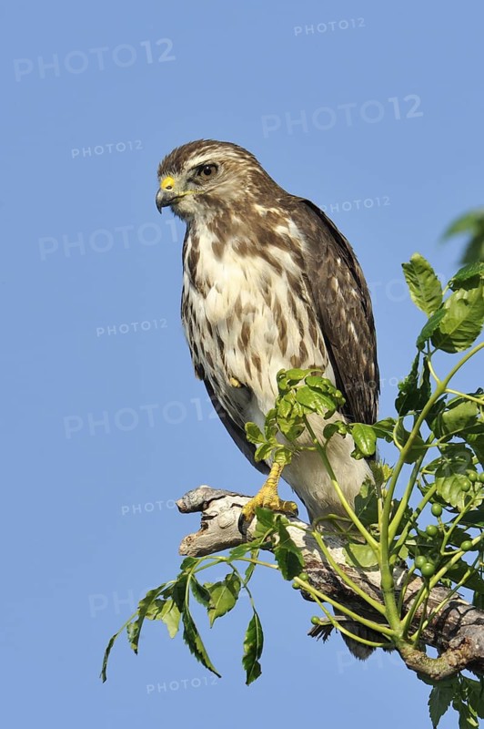 Broad-winged Hawk (Buteo platypterus), Texas, USA