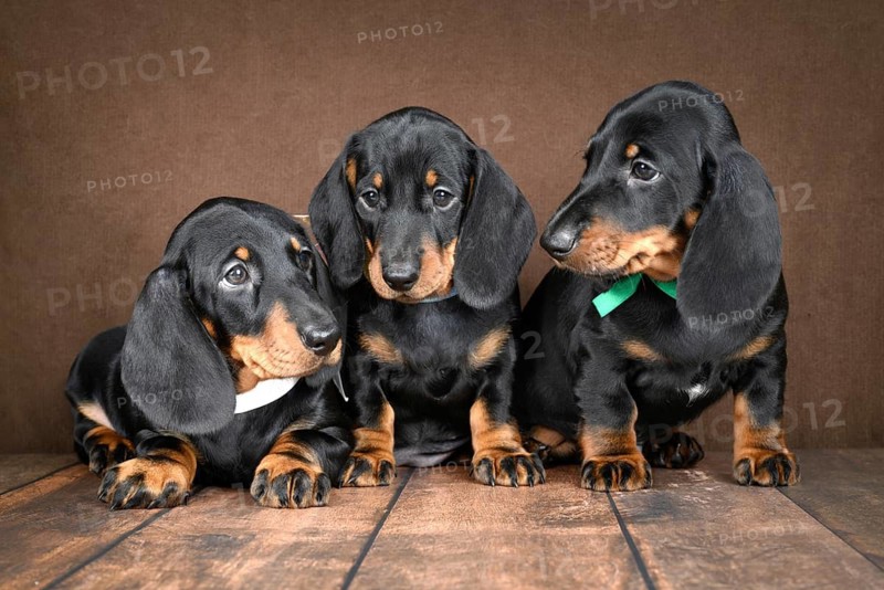 Three small dachshund puppies with shiny black and tan coats are playfully sitting on a dark wooden floor, contrasting against a shadowy backdrop in a cozy setting