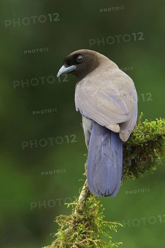 Purplish Jay (Cyanocorax cyanomelas) perched on a branch in Bolivia, South America