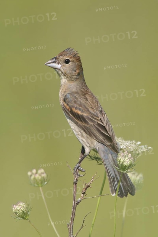 Blue Grosbeak (Passerina caerulea) female, Ohio, USA