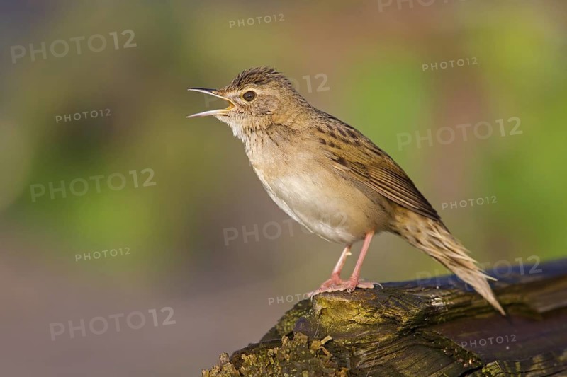 Field warbler, (Locustella naevia), Animals, Birds, Songbirds, Perching bird, Family of the whisker relatives, District Bad Dürkheim, Rhineland-Palatinate, Federal Republic of Germany