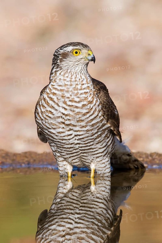 Eurasian Sparrowhawk (Accipiter nisus) drinking at a waterhole, Eilat, Israel
