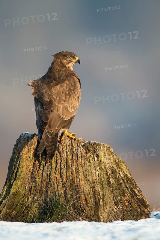 Common Buzzard (Buteo buteo), Mecklenburg-Western Pomerania, Germany
