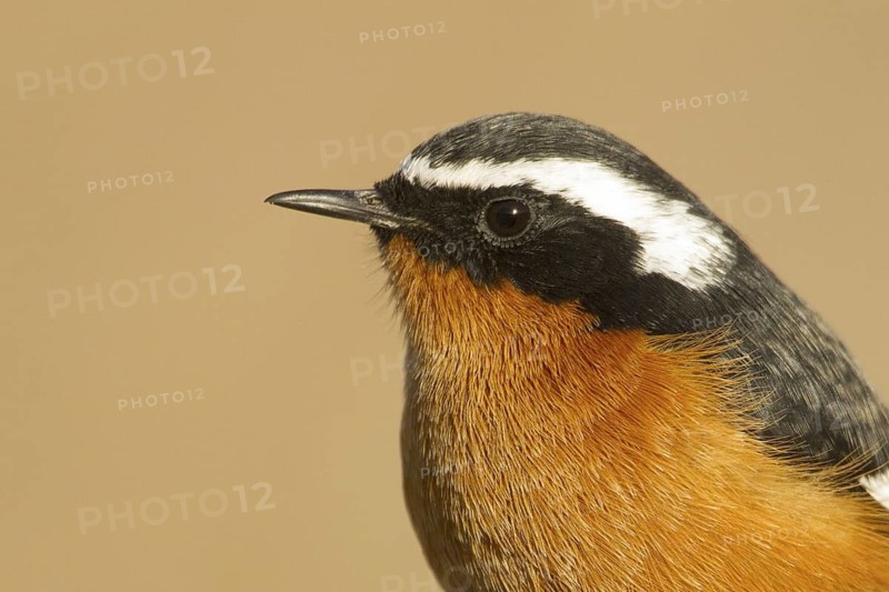 Moussier's Redstart (Phoenicurus moussieri) male, Morocco