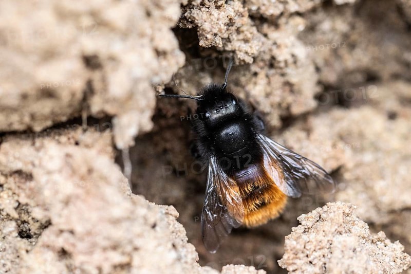 Horned mason bee (Osmia cornuta), Emsland, Lower Saxony, Germany