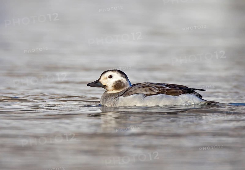 Long-tailed Duck (Clangula hyemalis) female, Ohio, USA