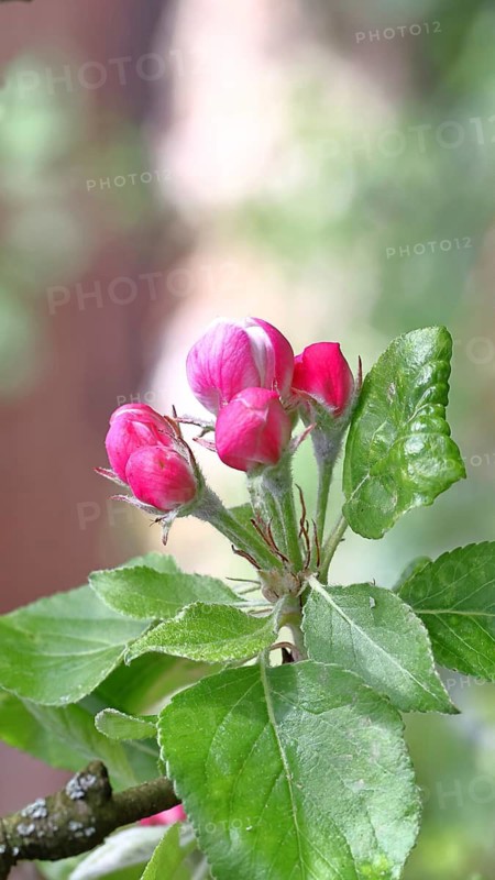 Apple blossoms (Malus), red still closed blossoms and white opened blossom with bokeh in the background, close-up, Wilnsdorf, North Rhine-Westphalia, Germany