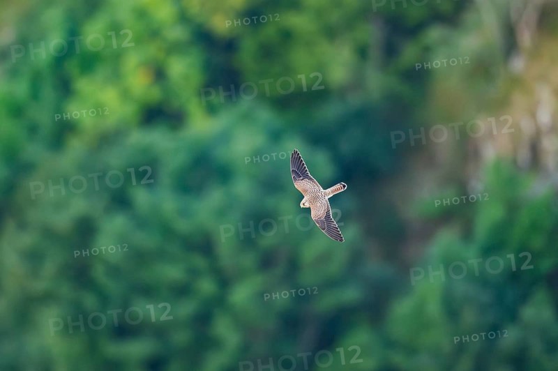 Common kestrel (Falco tinnunculus) flying in the Vosges Mountains, wildlife, France