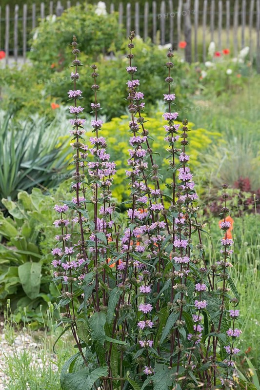 Fireweed (Phlomis tuberosa 'Amazone'), Ihlenweg 7, Germany