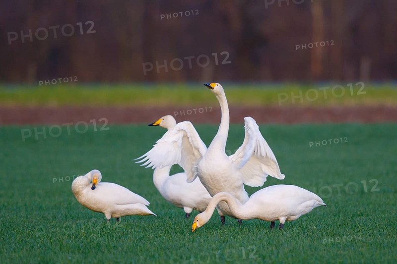 Whooper Swan (Cygnus cygnus) group, North Rhine-Westphalia, Germany