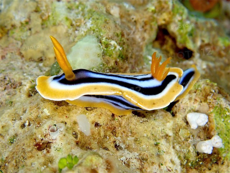 African star snail (Chromodoris africana)