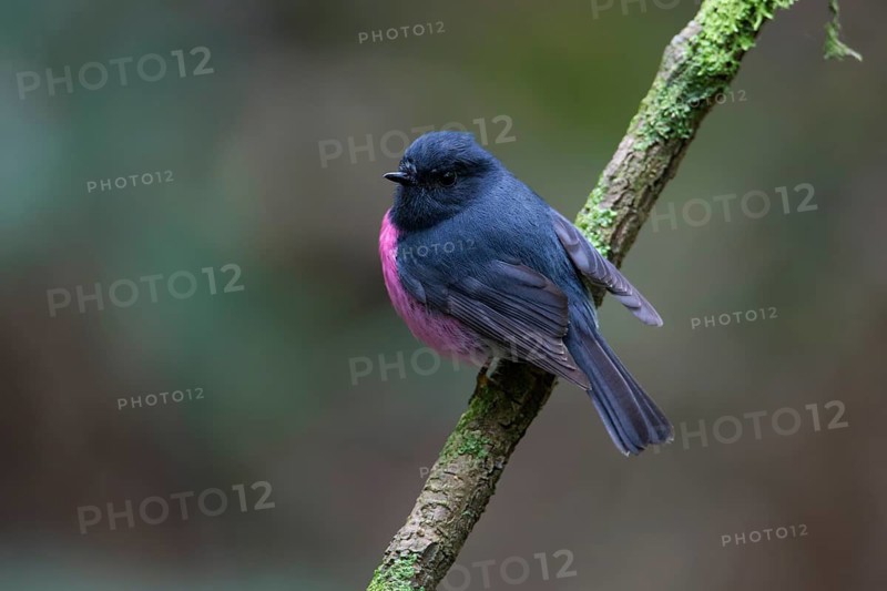 Pink Robin (Petroica rodinogaster) male perched on a branch, Victoria, Australia