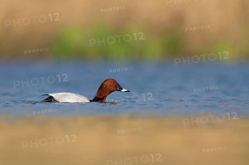Common Pochard (Aythya ferina) male, Utrecht, Netherlands