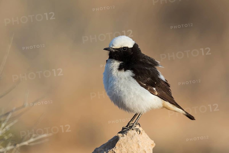 Mourning Wheatear (Oenanthe lugens) male, Eilat, Israel