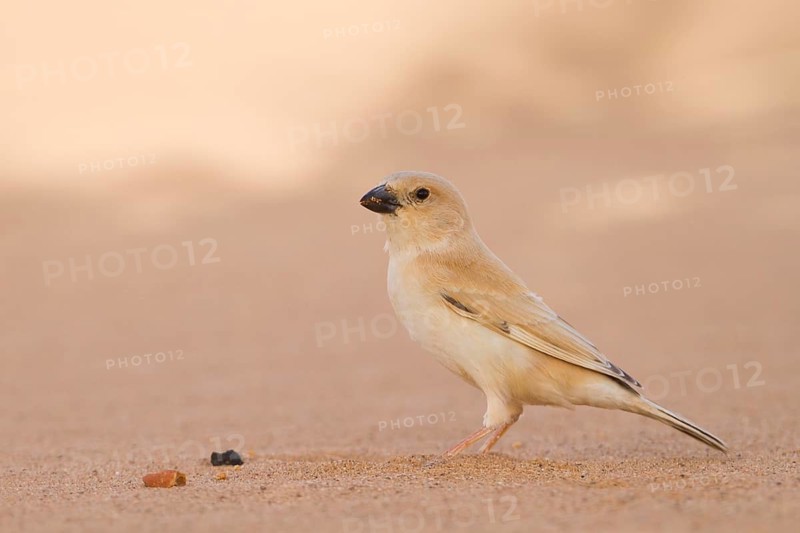 Desert Sparrow - Wüstensperling - Passer simplex ssp. saharae, summer plumage female, Morocco