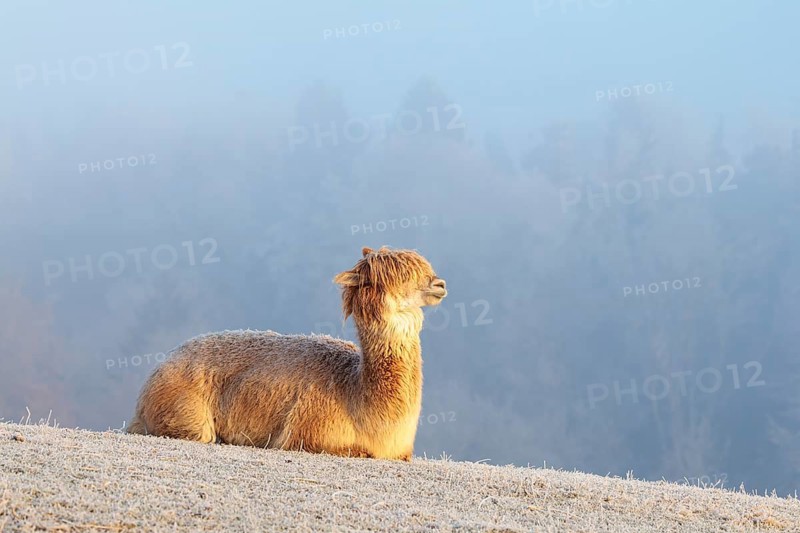 Alpaca (Vicugna pacos), white animal, adult animal, female animal, resting, frost-covered meadow, hilly terrain, forest, fog, winter, snow, minus 15 °C, farm animal, Slovakia