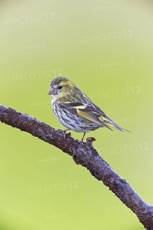 Siskin, (Carduelis spinu), animals, birds, siskin, subfamily of goldfinches, Varanger Bird Park, Finnmark, Norway