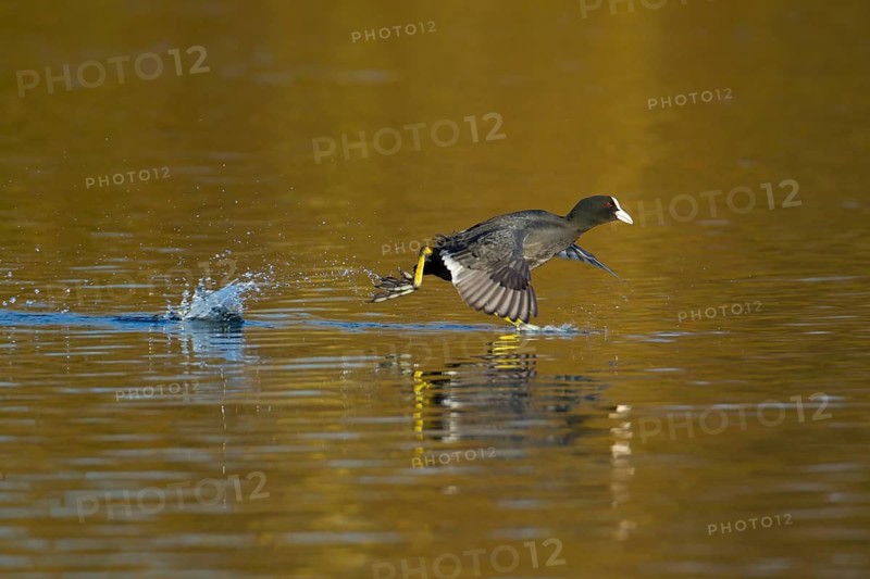 Coot (Fulica atra) adult bird running across the water of a lake, England, United Kingdom