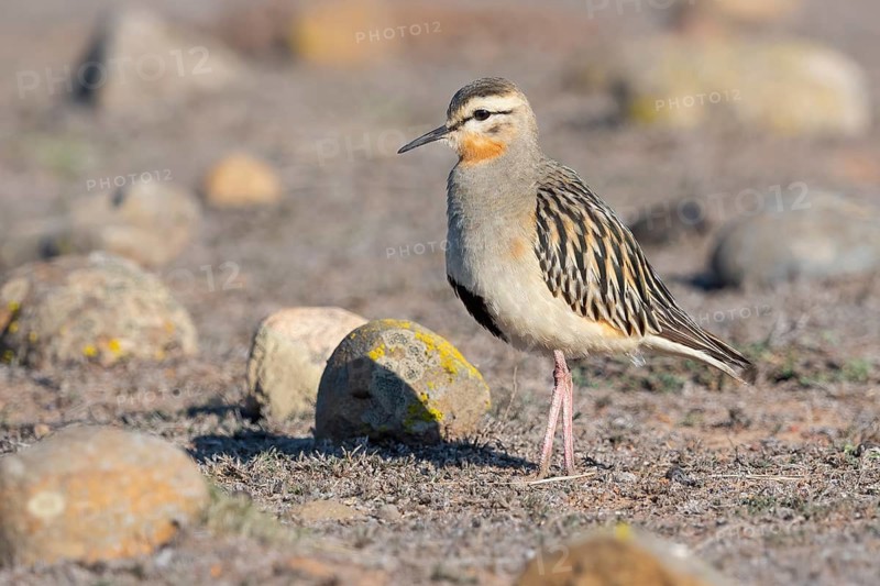 Tawny-throated Dotterel (Oreopholus ruficollis), Coquimbo, Chile
