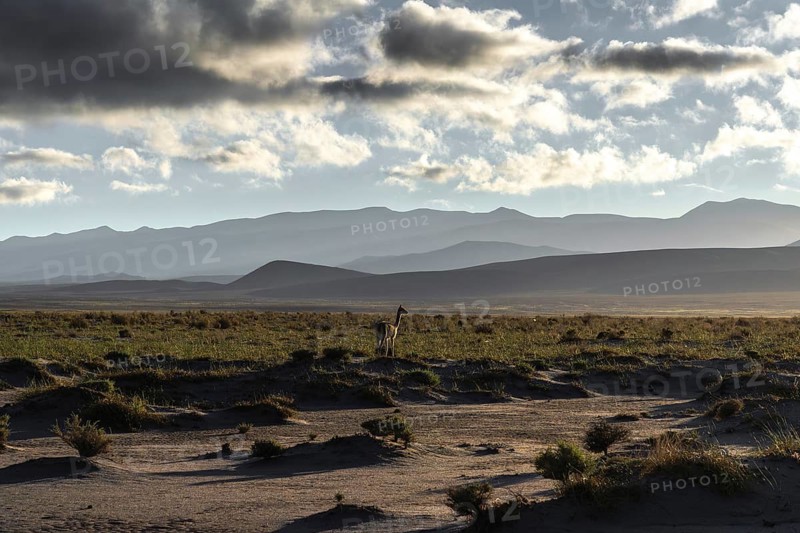 A solitary vicuna stands amidst the vast, serene landscape of the Andean Highlands in La Puna, Argentina, under a sky filled with dramatic clouds and distant mountains