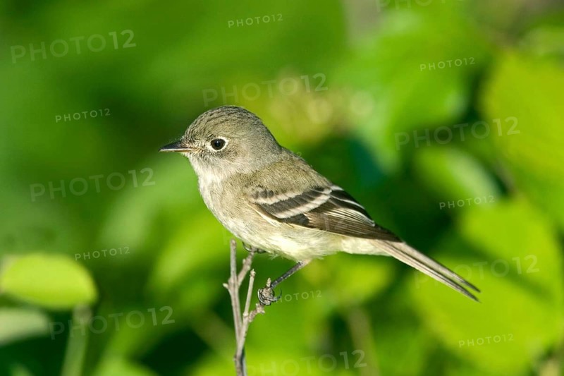 Least Flycatcher Empidonax minimus Tamarack, Aitkin County, Minnesota, United States 11 June Adult Tyrranidae