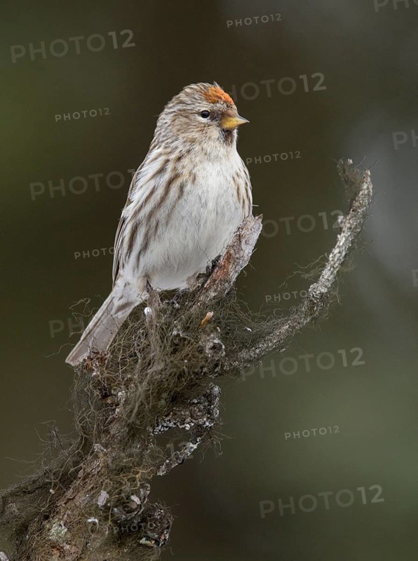 Common Redpoll (Acanthis flammea), Alaska, USA