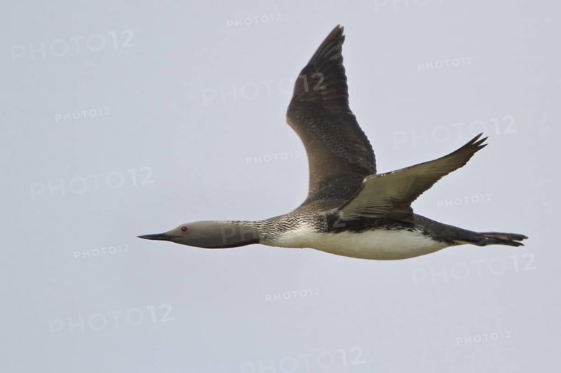 Red-throated Loon (Gavia stellata) female flying, Manitoba, Canada