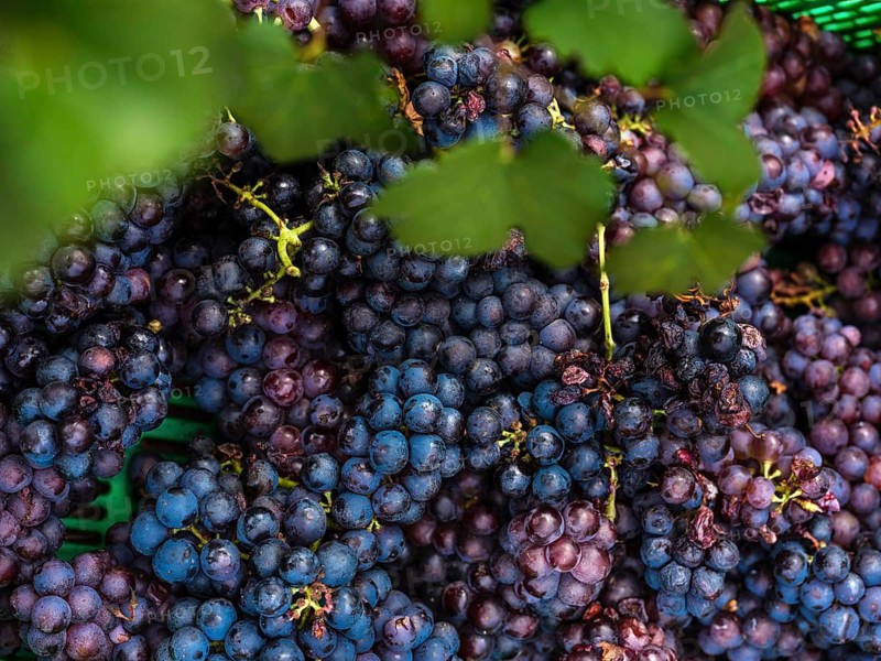 Close-up of ripe grapes in a Mallorca vineyard, showcasing the vibrant colors and rich textures of the fruit, set against lush greenery, capturing harvest season essence