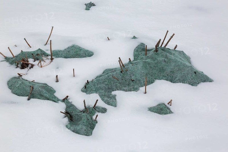 Close-up of cutback perennial plant stalks protected with green insulating fabric in border covered with freshly fallen snow in early spring, Quebec, Canada