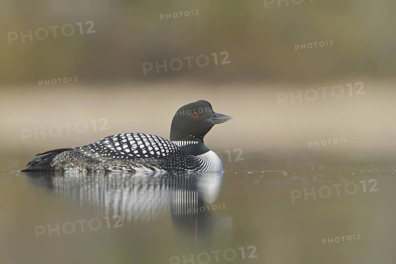 Great Northern Loon (Gavia immer), British Columbia, Canada
