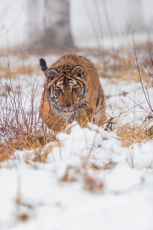 One young Siberian Tiger, Panthera tigris altaica, running over snowy meadow with dense fog in the background