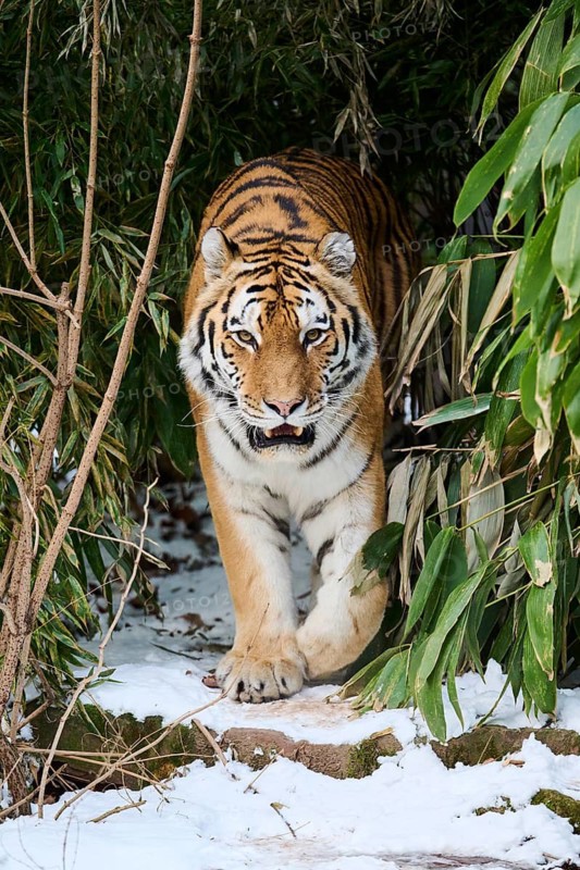 Siberian tiger (Panthera tigris altaica) walking through the bushes in winter, captive, Germany
