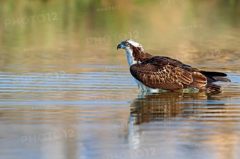 An osprey looking for food, (Pandiaon haliaetus), family of birds of prey, biotope, habitat, standing in water, Raysut, Salalah, Dhofar, Oman
