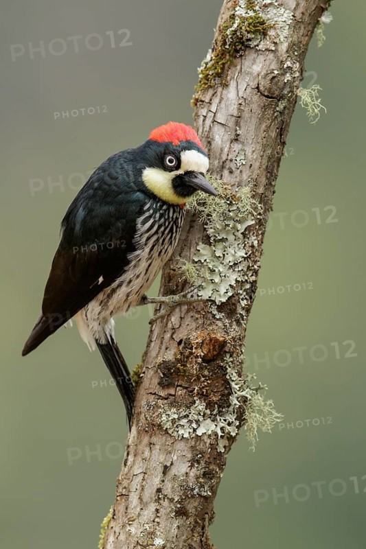 Acorn woodpecker (Melanerpes formicivorus) perched on a branch in Costa Rica