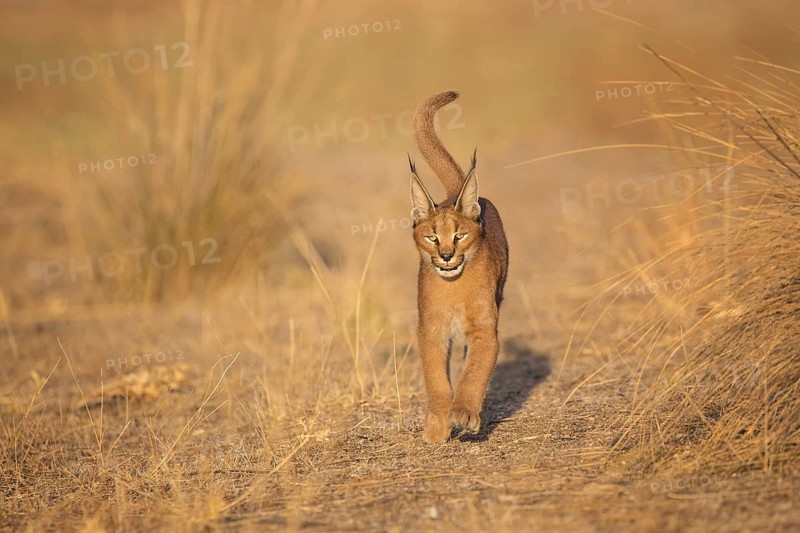 Caracal (Caracal caracal) walking adult in meadow, Castile-La Mancha, Spain