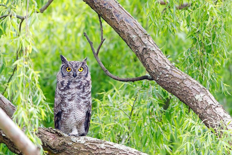 Spotted eagle-owl (Bubo africanus), Grand-duc africain, Wakkerstrom surroundings, Wakkerstrom, Mpumalanga, South Africa
