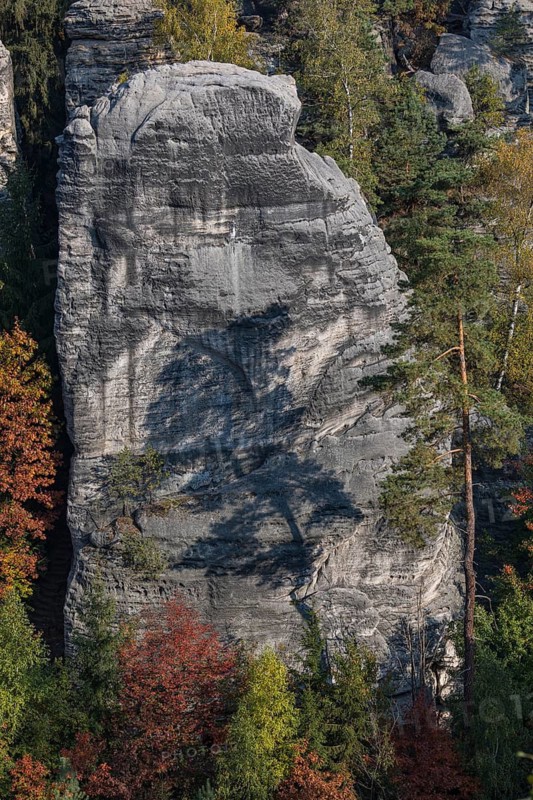 Trees growing on rocks. Fall foliage in the bohemian paradise. Prachov Rocks (Czech: Prachovské skály) are a rock formation in the Bohemian Paradise of the Czech Republic, close to the village of Prachov. Since 1933, they have been a protected natural reserve