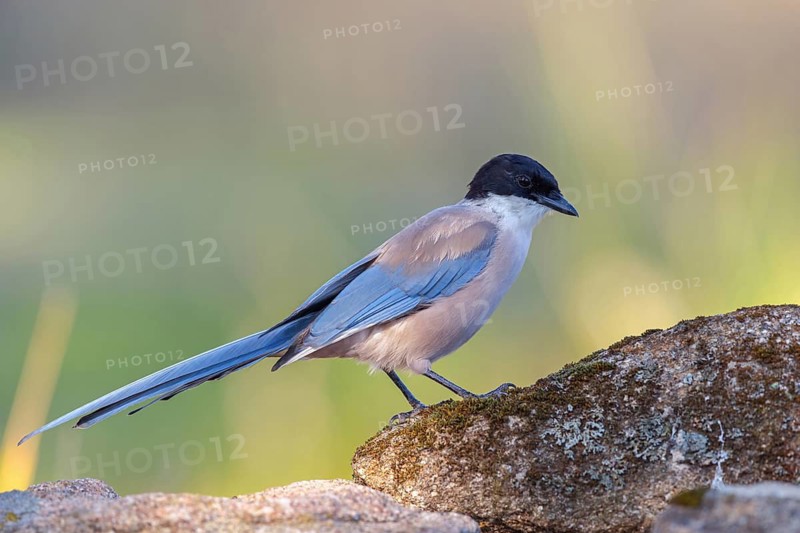 Blue magpie, (Cyanopica cyanus), Hides De Calera / Magpie Hide, Calera Y Chozas, Castilla La Mancha / Toledo, Spain