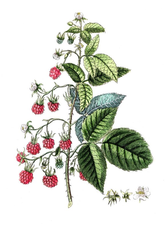 Rubus idaeus, raspberry, digital reproduction of a historical original, between 1790 and 1810